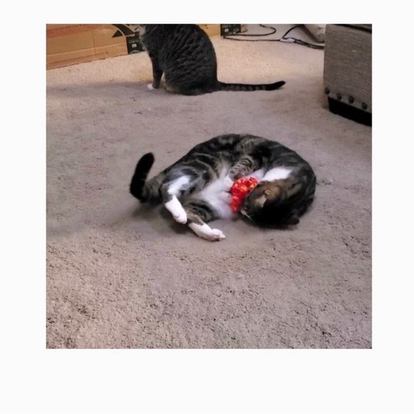 HAND CRAFTED Crochet Organic Catnip Colorful Reusable Octopus Interactive Toys - Picture 6 of 9